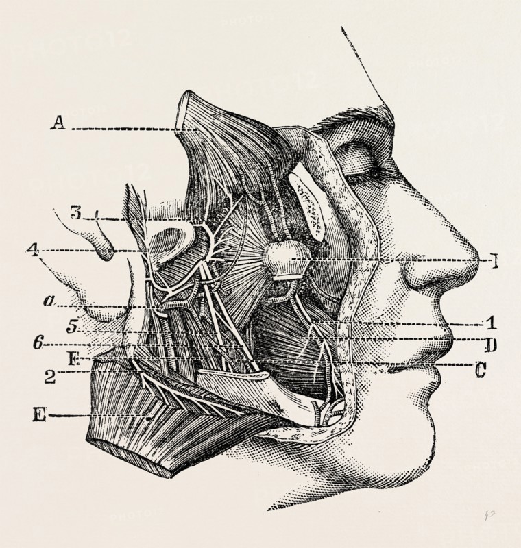 dissection of the third division, medical equipment, surgical instrument, history of medicine