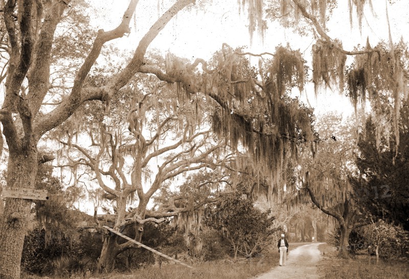 Road to Bostrom's, Ormond, Jackson, William Henry, 1843-1942, Roads, United States, Florida, Ormond Beach, 1880