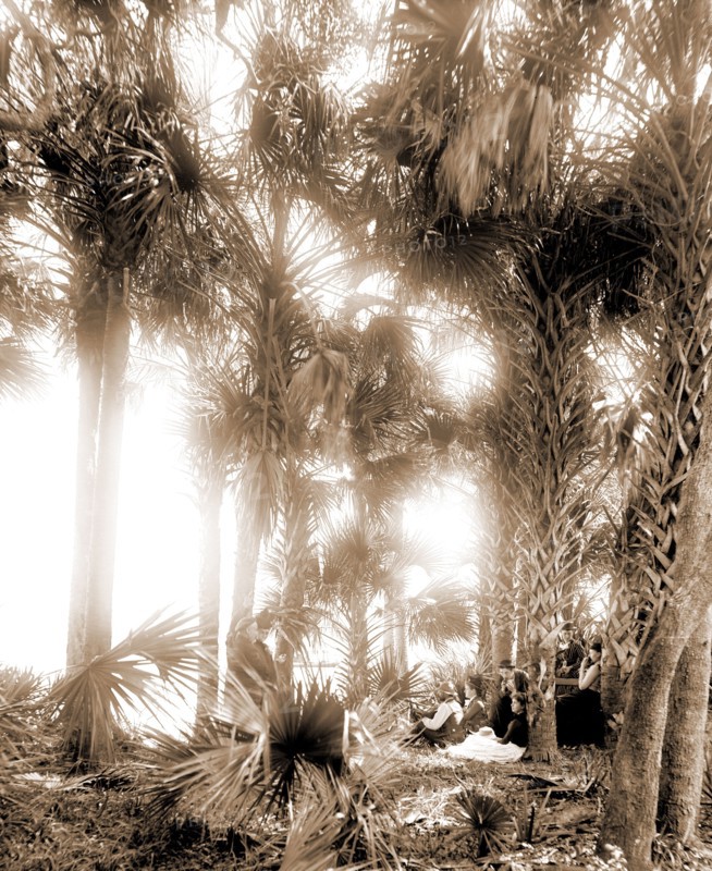 Picnicking on the Halifax, Jackson, William Henry, 1843-1942, Rivers, Palms, Picnics, Waterfronts, United States, Florida, Halifax River, 1880