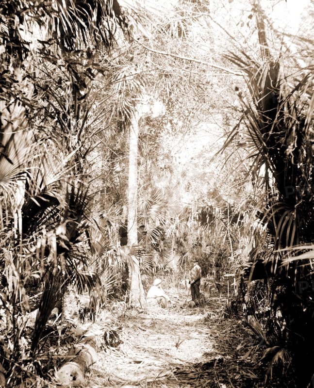 In the Ormond hammock, Jackson, William Henry, 1843-1942, Palms, Trails & paths, United States, Florida, Ormond Beach, 1880