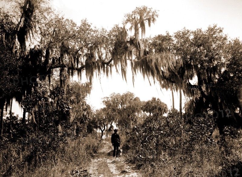 Road near Rockledge, Jackson, William Henry, 1843-1942, Roads, United States, Florida, Rockledge, 1880