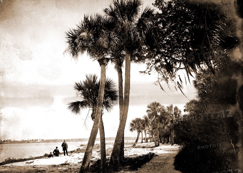 Indian River at Cocoa, Fla, Jackson, William Henry, 1843-1942, Palms, Waterfronts, Bays, United States, Florida, Indian River, United States, Florida, Cocoa, 1880