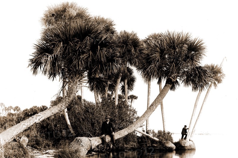Studies in palms, Sebastian Creek, Florida, Jackson, William Henry, 1843-1942, Waterfronts, Palms, Bays, United States, Florida, Indian River, 1880