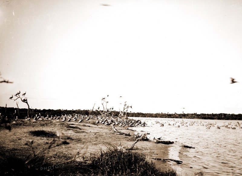 Pelican Island, Indian River, Jackson, William Henry, 1843-1942, Waterfronts, Pelicans, Bays, United States, Florida, Indian River, United States, Florida, Pelican Island, 1880