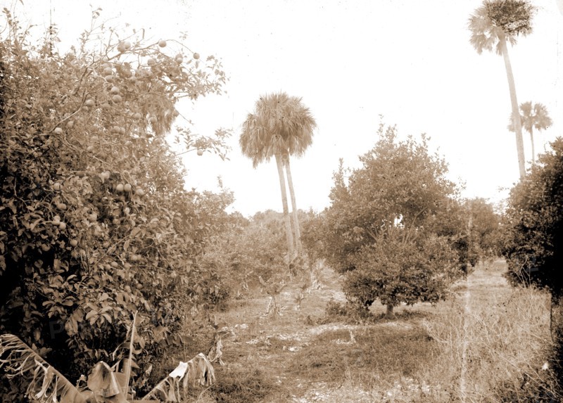 Grove at Barker's Bluff, Jackson, William Henry, 1843-1942, Trees, Bays, United States, Florida, Indian River, United States, Florida, Barker's Bluff, 1880