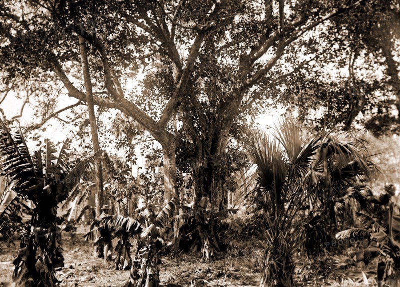 Rubber tree, Eden, Jackson, William Henry, 1843-1942, Rubber trees, Bays, United States, Florida, Indian River, United States, Florida, Eden, 1880