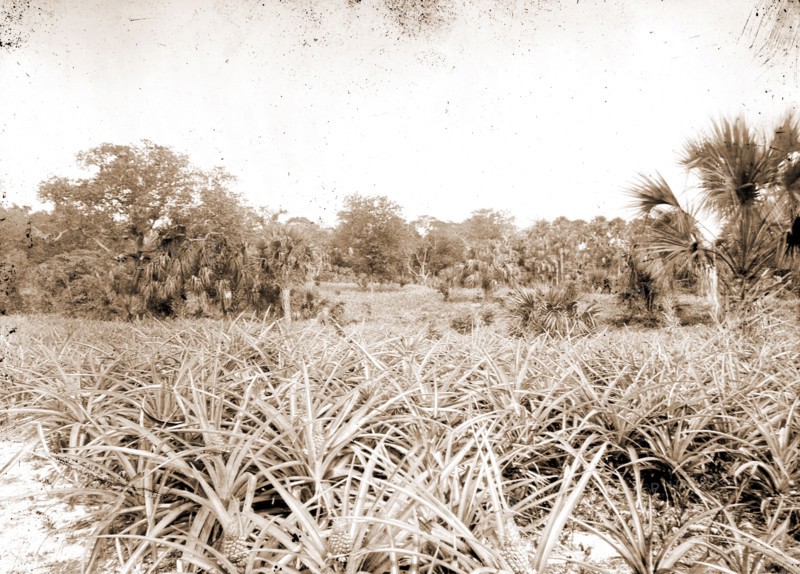 Pineapples at Eden, Jackson, William Henry, 1843-1942, Pineapples, Bays, United States, Florida, Indian River, United States, Florida, Eden, 1880