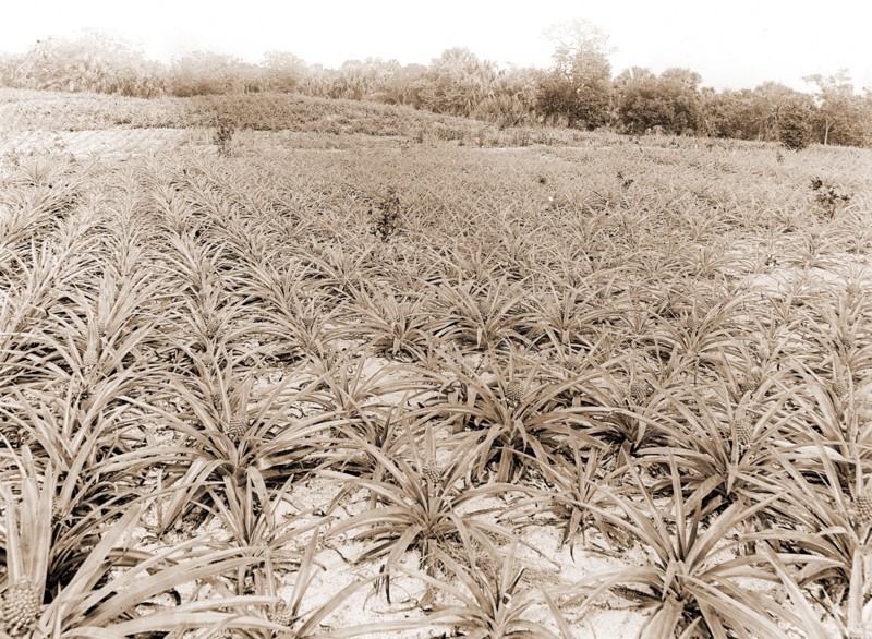 Pineapple field at Eden, Jackson, William Henry, 1843-1942, Pineapple plantations, United States, Florida, Indian River, 1880