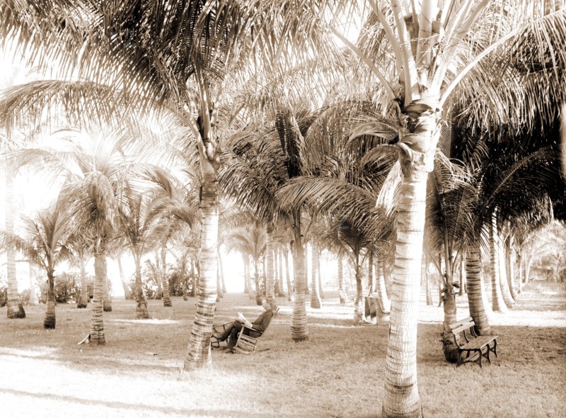 Cocoanut grove at McCormick's, Lake Worth, Fla, Jackson, William Henry, 1843-1942, McCormick's (Lake Worth, Fla.), Palms, United States, Florida, Lake Worth, 1880