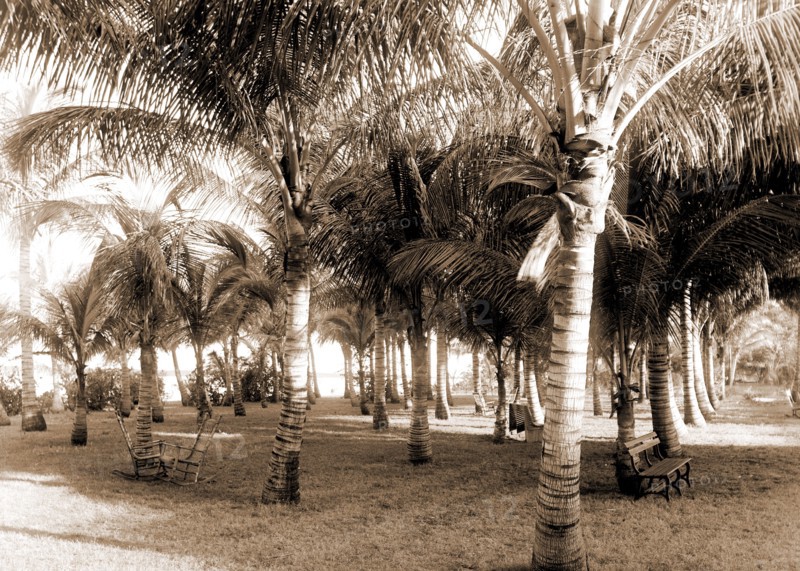 Cocoanut grove at McCormick's, Lake Worth, Fla, Jackson, William Henry, 1843-1942, McCormick's (Lake Worth, Fla.), Palms, United States, Florida, Lake Worth, 1880