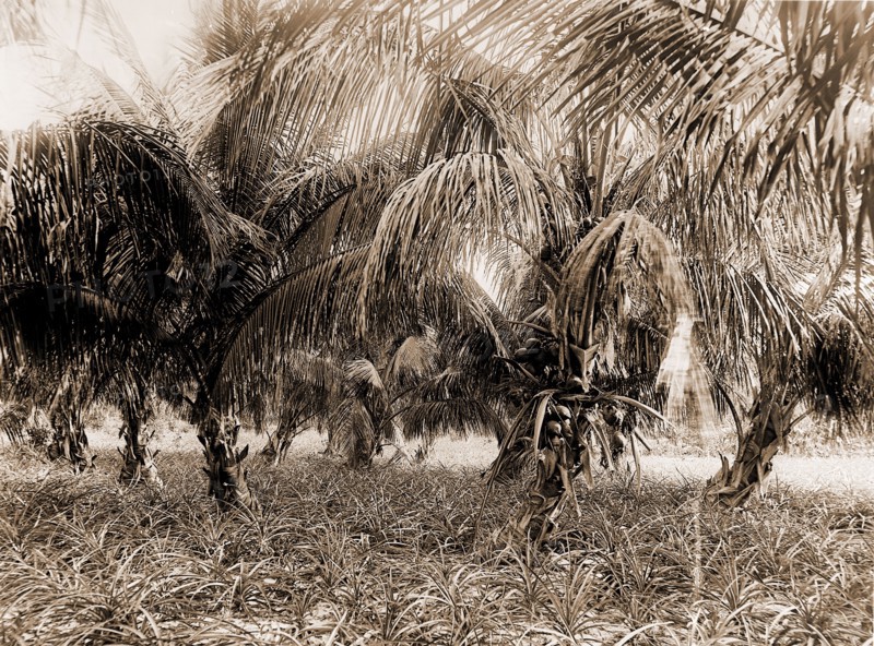 Cocoanuts and pineapples, Lake Worth, Fla, Jackson, William Henry, 1843-1942, Palms, Pineapples, United States, Florida, Lake Worth, 1880