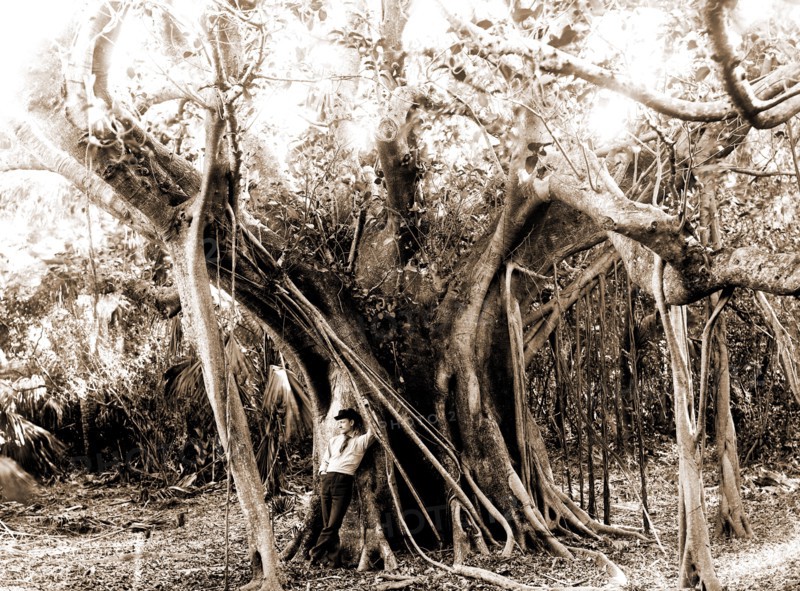 Rubber tree, Lake Worth, Fla, Jackson, William Henry, 1843-1942, Rubber trees, United States, Florida, Lake Worth, 1880