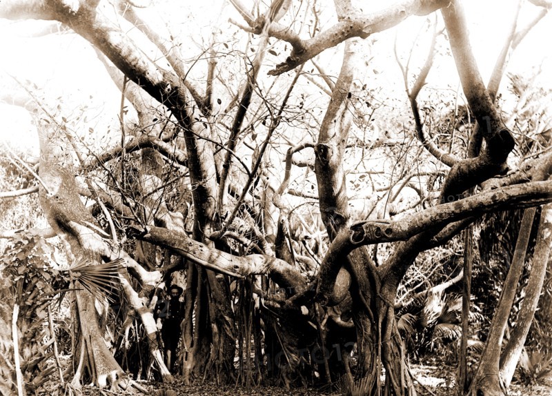 Rubber trees, Lake Worth, Jackson, William Henry, 1843-1942, Rubber trees, United States, Florida, Lake Worth, 1880