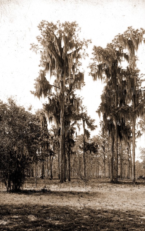 Florida pines, Jackson, William Henry, 1843-1942, Pines, Spanish moss, United States, Florida, 1880