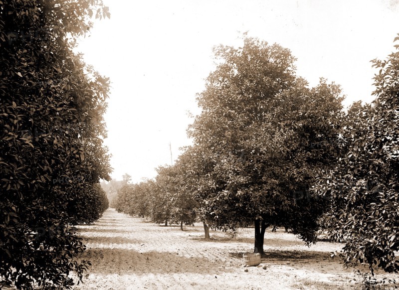 Orange grove, Seville, Fla, Jackson, William Henry, 1843-1942, Orange orchards, United States, Florida, Seville, 1880