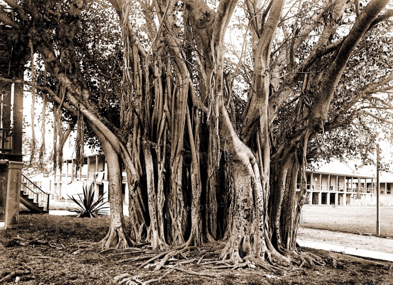 Rubber tree in U.S. barracks, Key West, Fla, Rubber trees, Barracks, United States, Florida, Key West, 1890