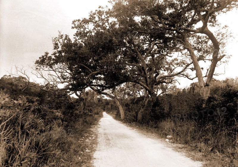 Road to Cocoanut Grove i.e. Coconut Grove, Miami, Fla, Roads, United States, Florida, Miami, 1880