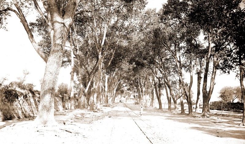 The Alameda, Aguas Calientes, Jackson, William Henry, 1843-1942, Streets, Mexico, Aguascalientes (State), Aguascalientes, 1880