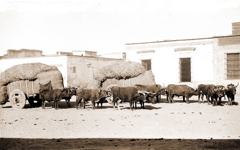 Guadalajara, carretas and oxen, Jackson, William Henry, 1843-1942, Ox teams, Plazas, Mexico, Guadalajara, 1880