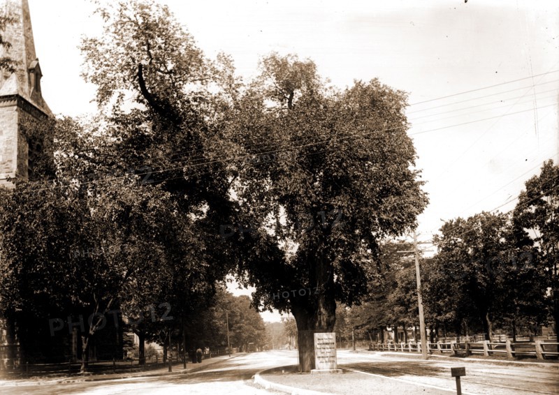 The Washington elm, Cambridge, Mass, Washington, George, 1732-1799, Historic trees, United States, History, Revolution, 1775-1783, United States, Massachusetts, Cambridge, 1890