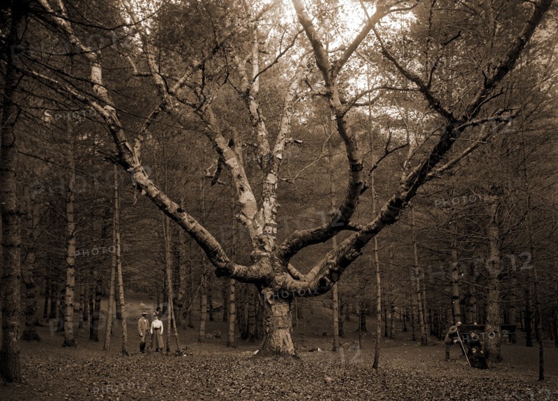 Wizard Tree, Cathedral Woods, North Conway, White Mountains, The, Trees, Mountains, United States, New Hampshire, North Conway, United States, New Hampshire, White Mountains, 1900