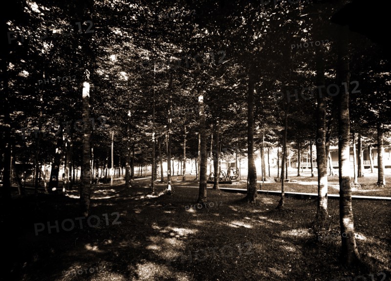 Grove, Bay View, Mich, The, Trees, United States, Michigan, Bay View, 1890