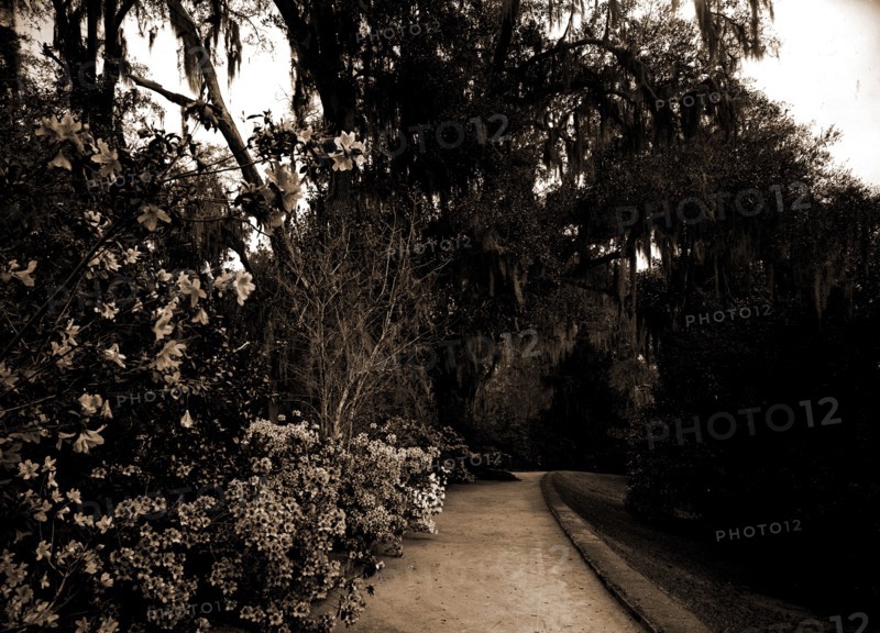 The Slope walk, Magnolia-on-the-Ashley, Magnolia Gardens, Charleston, S.C, Gardens, Trails & paths, United States, South Carolina, Charleston, 1901