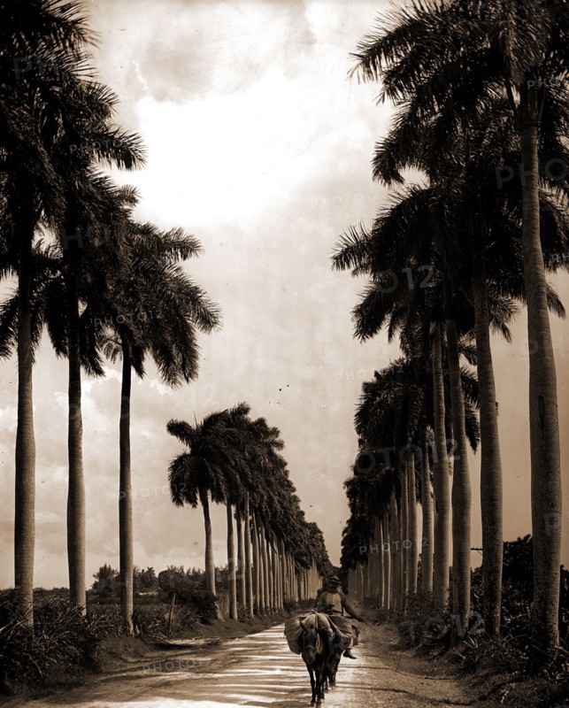 Avenue of Palms, Havana, Streets, Palms, Cuba, Havana, 1903