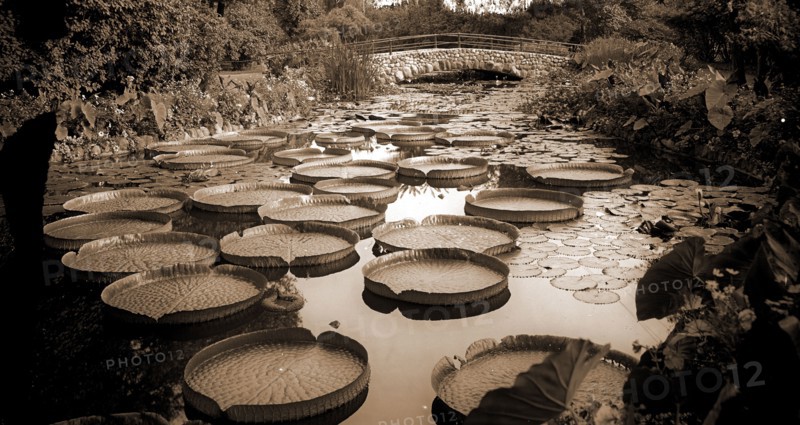 Lily pond, Como Park, St. Paul, Minn, Lily ponds, Parks, Bridges, Gardens, United States, Minnesota, Saint Paul, 1905