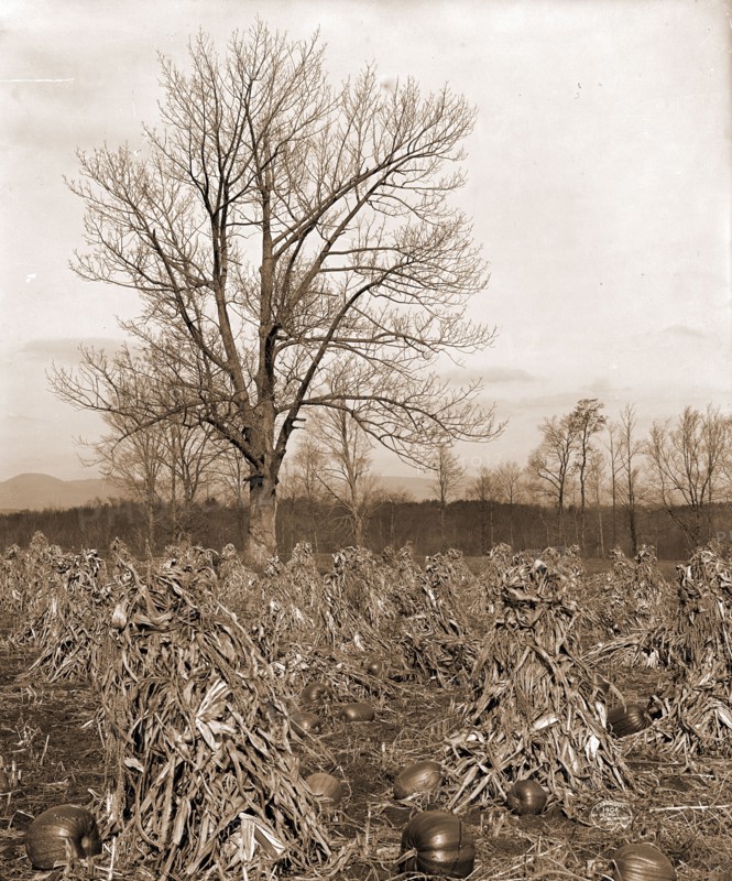 Corn and pumpkins, Berkshire Hills, Mass, Pumpkins, Corn, Farms, United States, Massachusetts, Berkshire Hills, 1906