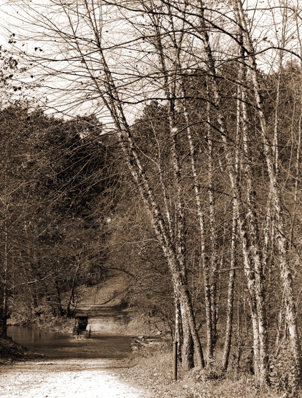 Black birches, Zoo park National Zoological Park, Washington, D.C, Roads, Birches, Parks, Zoos, United States, District of Columbia, Washington (D.C.), 1906