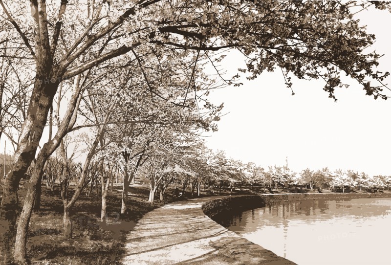Japanese cherry blossoms, Cherry trees, Waterfronts, United States, District of Columbia, Washington (D.C.), 1900