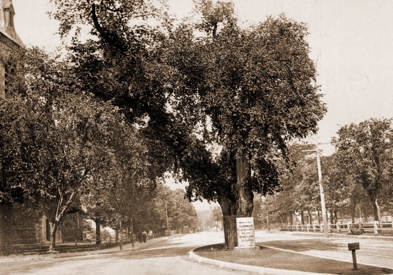 The Washington Elm, Cambridge, Washington, George, 1732-1799, Historic trees, United States, Massachusetts, Cambridge, 1899