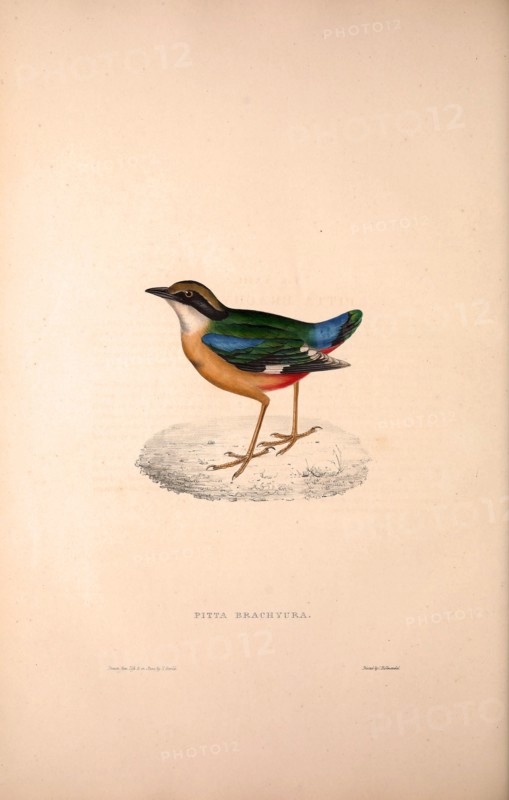Pitta Brachyura,  Indian Pitta. Birds from the Himalaya Mountains, engraving 1831 by Elizabeth Gould and John Gould. John Gould was working as a taxidermist,he was known as the 'bird-stuffer', by the Zoological Society. Gould's fascination with birds from the east began in the late 1820s when a collection of birds from the Himalayan mountains arrived at the Society's museum and Gould conceived the idea of publishing a volume of imperial folio sized hand-coloured lithographs of the eighty species, with figures of a hundred birds. Elizabeth Gould made the drawings and transferred them to the large lithographic stones. They are called Gould plates.