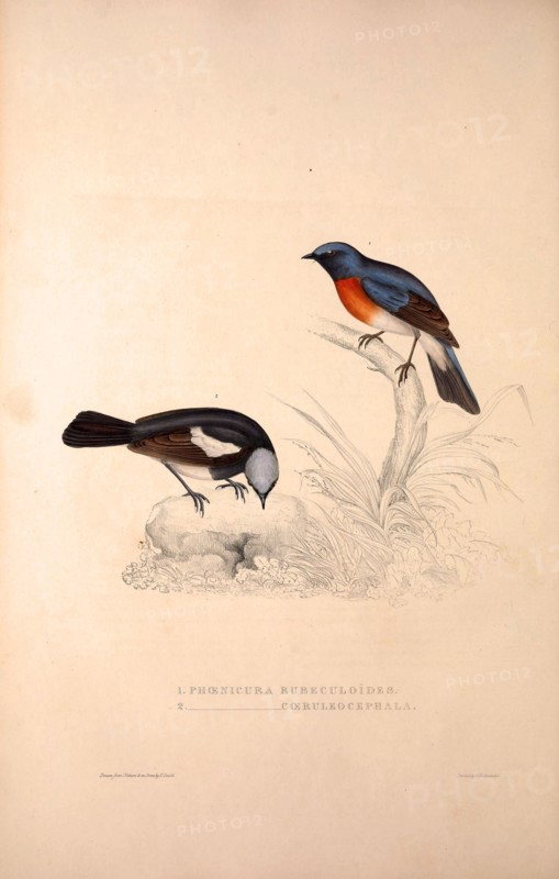 Phoenicura Rubeculoides, Phoenicura Coeruleocephala. Birds from the Himalaya Mountains, engraving 1831 by Elizabeth Gould and John Gould. John Gould was working as a taxidermist,he was known as the 'bird-stuffer', by the Zoological Society. Gould's fascination with birds from the east began in the late 1820s when a collection of birds from the Himalayan mountains arrived at the Society's museum and Gould conceived the idea of publishing a volume of imperial folio sized hand-coloured lithographs of the eighty species, with figures of a hundred birds. Elizabeth Gould made the drawings and transferred them to the large lithographic stones. They are called Gould plates.