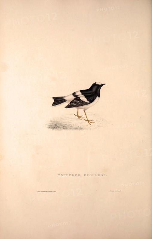 Enicurus Scouleri, Little Forktail. Birds from the Himalaya Mountains, engraving 1831 by Elizabeth Gould and John Gould. John Gould was working as a taxidermist,he was known as the 'bird-stuffer', by the Zoological Society. Gould's fascination with birds from the east began in the late 1820s when a collection of birds from the Himalayan mountains arrived at the Society's museum and Gould conceived the idea of publishing a volume of imperial folio sized hand-coloured lithographs of the eighty species, with figures of a hundred birds. Elizabeth Gould made the drawings and transferred them to the large lithographic stones. They are called Gould plates.
