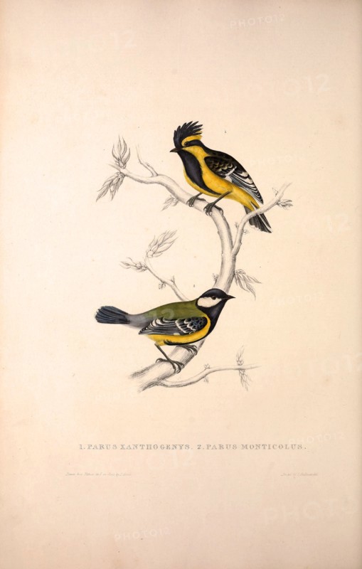 Parus Xanthogenys, Parus Monticolus. Birds from the Himalaya Mountains, engraving 1831 by Elizabeth Gould and John Gould. John Gould was working as a taxidermist,he was known as the 'bird-stuffer', by the Zoological Society. Gould's fascination with birds from the east began in the late 1820s when a collection of birds from the Himalayan mountains arrived at the Society's museum and Gould conceived the idea of publishing a volume of imperial folio sized hand-coloured lithographs of the eighty species, with figures of a hundred birds. Elizabeth Gould made the drawings and transferred them to the large lithographic stones. They are called Gould plates.