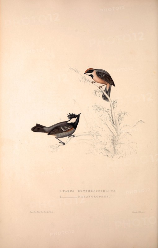 Parus Erythrocephalus, Parus Melanolophus. Birds from the Himalaya Mountains, engraving 1831 by Elizabeth Gould and John Gould. John Gould was working as a taxidermist,he was known as the 'bird-stuffer', by the Zoological Society. Gould's fascination with birds from the east began in the late 1820s when a collection of birds from the Himalayan mountains arrived at the Society's museum and Gould conceived the idea of publishing a volume of imperial folio sized hand-coloured lithographs of the eighty species, with figures of a hundred birds. Elizabeth Gould made the drawings and transferred them to the large lithographic stones. They are called Gould plates.