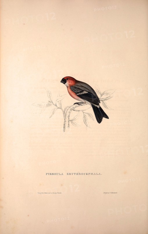Pyrrhula Erythrocephala, Red-headed Bullfinch. Birds from the Himalaya Mountains, engraving 1831 by Elizabeth Gould and John Gould. John Gould was working as a taxidermist,he was known as the 'bird-stuffer', by the Zoological Society. Gould's fascination with birds from the east began in the late 1820s when a collection of birds from the Himalayan mountains arrived at the Society's museum and Gould conceived the idea of publishing a volume of imperial folio sized hand-coloured lithographs of the eighty species, with figures of a hundred birds. Elizabeth Gould made the drawings and transferred them to the large lithographic stones. They are called Gould plates.
