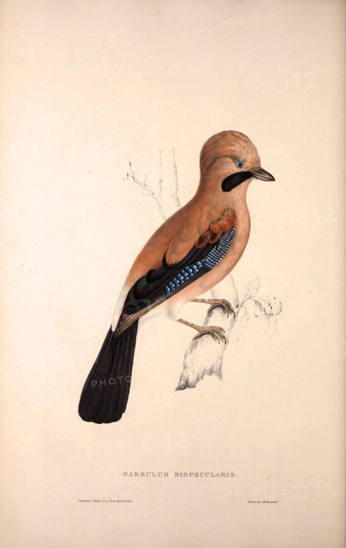 Garrulus Bispecularis, Himalayan Jay. Birds from the Himalaya Mountains, engraving 1831 by Elizabeth Gould and John Gould. John Gould was working as a taxidermist,he was known as the 'bird-stuffer', by the Zoological Society. Gould's fascination with birds from the east began in the late 1820s when a collection of birds from the Himalayan mountains arrived at the Society's museum and Gould conceived the idea of publishing a volume of imperial folio sized hand-coloured lithographs of the eighty species, with figures of a hundred birds. Elizabeth Gould made the drawings and transferred them to the large lithographic stones. They are called Gould plates.