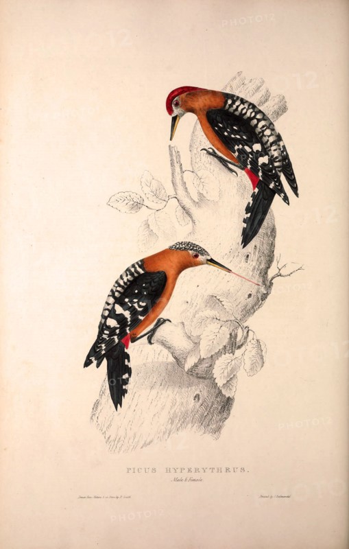Picus Hyperythrus, Rufous-bellied Woodpecker. Birds from the Himalaya Mountains, engraving 1831 by Elizabeth Gould and John Gould. John Gould was working as a taxidermist,he was known as the 'bird-stuffer', by the Zoological Society. Gould's fascination with birds from the east began in the late 1820s when a collection of birds from the Himalayan mountains arrived at the Society's museum and Gould conceived the idea of publishing a volume of imperial folio sized hand-coloured lithographs of the eighty species, with figures of a hundred birds. Elizabeth Gould made the drawings and transferred them to the large lithographic stones. They are called Gould plates.
