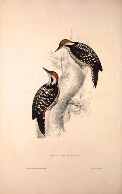 Picus Brunifrons. Birds from the Himalaya Mountains, engraving 1831 by Elizabeth Gould and John Gould. John Gould was working as a taxidermist,he was known as the 'bird-stuffer', by the Zoological Society. Gould's fascination with birds from the east began in the late 1820s when a collection of birds from the Himalayan mountains arrived at the Society's museum and Gould conceived the idea of publishing a volume of imperial folio sized hand-coloured lithographs of the eighty species, with figures of a hundred birds. Elizabeth Gould made the drawings and transferred them to the large lithographic stones. They are called Gould plates.