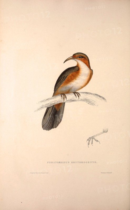 Pomatorhinus Erythrogenys, Rusty-cheeked Scimitar Babbler. a species of bird in the Timaliidae family. It is found in Bangladesh, Bhutan, China, India, Myanmar, Nepal, Pakistan, Taiwan, and Thailand. . Birds from the Himalaya Mountains, engraving 1831 by Elizabeth Gould and John Gould. John Gould was working as a taxidermist,he was known as the 'bird-stuffer', by the Zoological Society. Gould's fascination with birds from the east began in the late 1820s when a collection of birds from the Himalayan mountains arrived at the Society's museum and Gould conceived the idea of publishing a volume of imperial folio sized hand-coloured lithographs of the eighty species, with figures of a hundred birds. Elizabeth Gould made the drawings and transferred them to the large lithographic stones. They are called Gould plates.