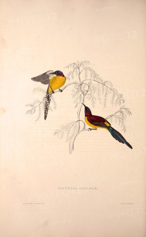 Cinnyris Gouldiae, Blue-throated Simla Yellow-backed Sunbird. Birds from the Himalaya Mountains, engraving 1831 by Elizabeth Gould and John Gould. John Gould was working as a taxidermist,he was known as the 'bird-stuffer', by the Zoological Society. Gould's fascination with birds from the east began in the late 1820s when a collection of birds from the Himalayan mountains arrived at the Society's museum and Gould conceived the idea of publishing a volume of imperial folio sized hand-coloured lithographs of the eighty species, with figures of a hundred birds. Elizabeth Gould made the drawings and transferred them to the large lithographic stones. They are called Gould plates.
