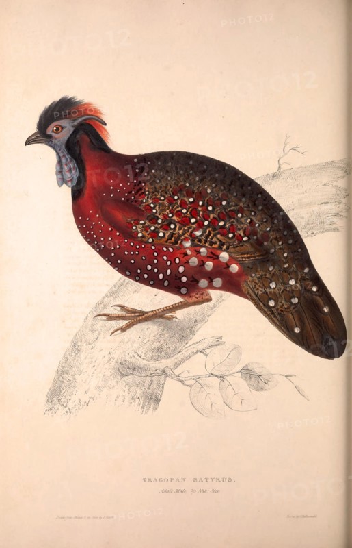 Tragopan Satyrus, Crimson Horned Pheasant, is a pheasant found in the Himalayan reaches of India, Tibet, Nepal and Bhutan. Birds from the Himalaya Mountains, engraving 1831 by Elizabeth Gould and John Gould. John Gould was working as a taxidermist,he was known as the 'bird-stuffer', by the Zoological Society. Gould's fascination with birds from the east began in the late 1820s when a collection of birds from the Himalayan mountains arrived at the Society's museum and Gould conceived the idea of publishing a volume of imperial folio sized hand-coloured lithographs of the eighty species, with figures of a hundred birds. Elizabeth Gould made the drawings and transferred them to the large lithographic stones. They are called Gould plates.