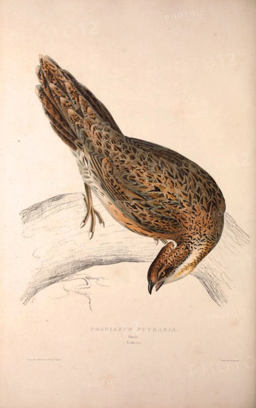 Phasianus Pucrasia (female), Perdix chukar. Birds from the Himalaya Mountains, engraving 1831 by Elizabeth Gould and John Gould. John Gould was working as a taxidermist,he was known as the 'bird-stuffer', by the Zoological Society. Gould's fascination with birds from the east began in the late 1820s when a collection of birds from the Himalayan mountains arrived at the Society's museum and Gould conceived the idea of publishing a volume of imperial folio sized hand-coloured lithographs of the eighty species, with figures of a hundred birds. Elizabeth Gould made the drawings and transferred them to the large lithographic stones. They are called Gould plates.