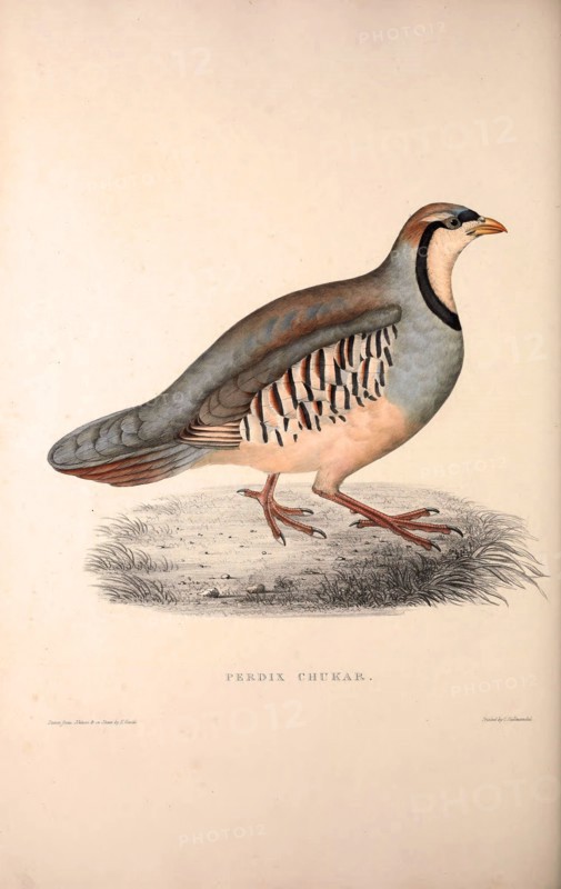 Perdix Chukar, Chukar Partridge. Eurasian upland gamebird in the pheasant family Phasianidae.. Birds from the Himalaya Mountains, engraving 1831 by Elizabeth Gould and John Gould. John Gould was working as a taxidermist,he was known as the 'bird-stuffer', by the Zoological Society. Gould's fascination with birds from the east began in the late 1820s when a collection of birds from the Himalayan mountains arrived at the Society's museum and Gould conceived the idea of publishing a volume of imperial folio sized hand-coloured lithographs of the eighty species, with figures of a hundred birds. Elizabeth Gould made the drawings and transferred them to the large lithographic stones. They are called Gould plates.