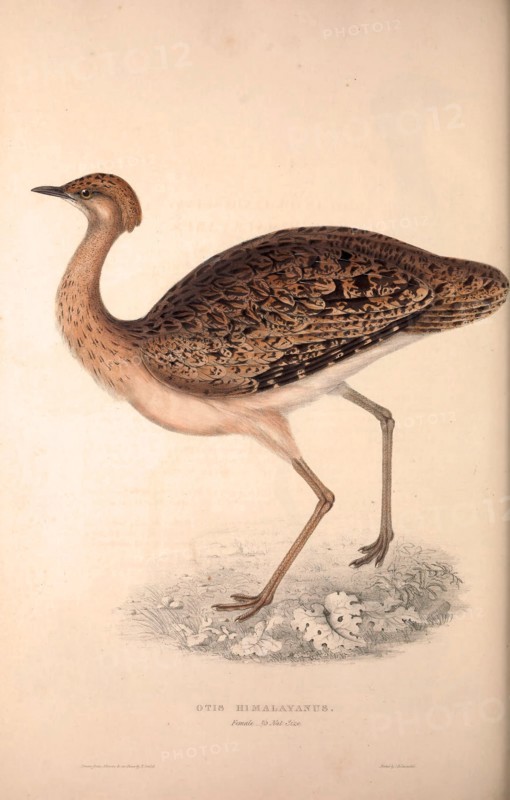 Otis Himalayanus (female) or Delicious Bustard, Otis deliciosa. Birds from the Himalaya Mountains, engraving 1831 by Elizabeth Gould and John Gould. John Gould was working as a taxidermist,he was known as the 'bird-stuffer', by the Zoological Society. Gould's fascination with birds from the east began in the late 1820s when a collection of birds from the Himalayan mountains arrived at the Society's museum and Gould conceived the idea of publishing a volume of imperial folio sized hand-coloured lithographs of the eighty species, with figures of a hundred birds. Elizabeth Gould made the drawings and transferred them to the large lithographic stones. They are called Gould plates.