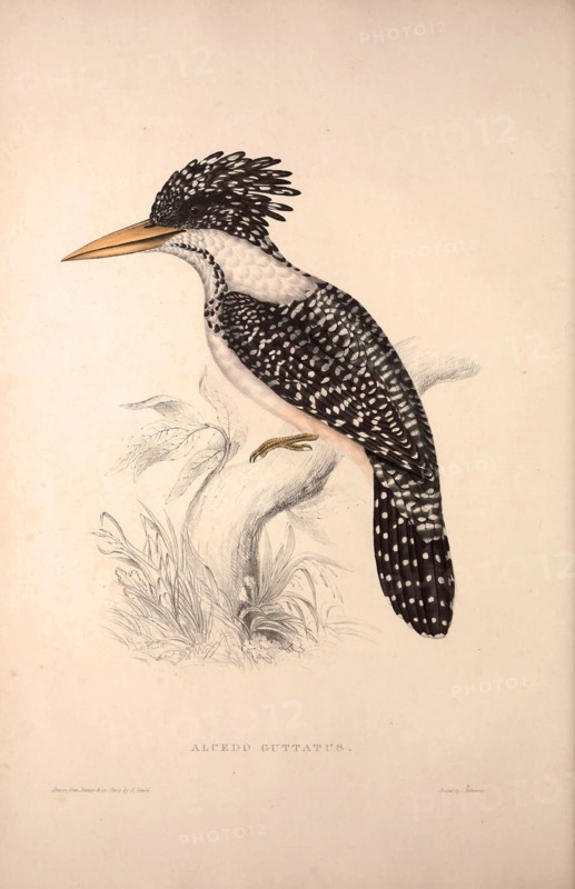 Alcedo Guttatus. Birds from the Himalaya Mountains, engraving 1831 by Elizabeth Gould and John Gould. John Gould was working as a taxidermist,he was known as the 'bird-stuffer', by the Zoological Society. Gould's fascination with birds from the east began in the late 1820s when a collection of birds from the Himalayan mountains arrived at the Society's museum and Gould conceived the idea of publishing a volume of imperial folio sized hand-coloured lithographs of the eighty species, with figures of a hundred birds. Elizabeth Gould made the drawings and transferred them to the large lithographic stones. They are called Gould plates.