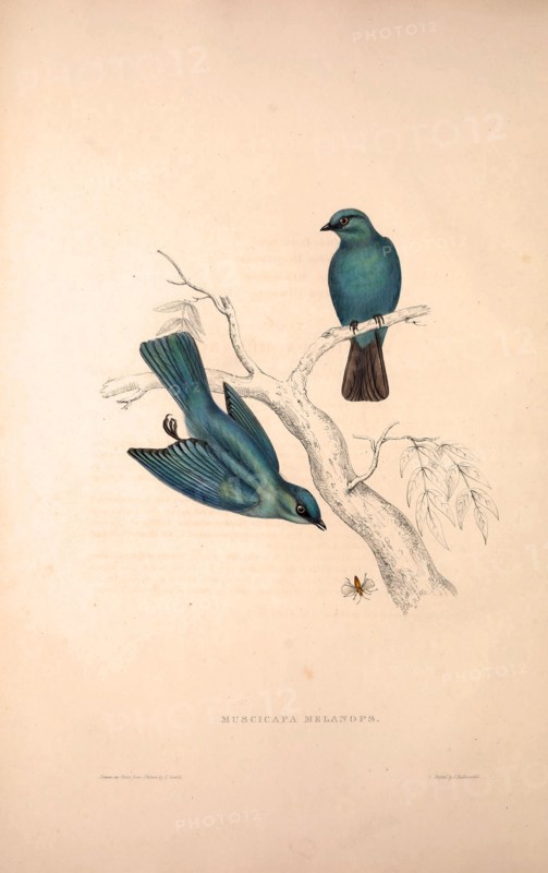 Muscicapa Melanops. Birds from the Himalaya Mountains, engraving 1831 by Elizabeth Gould and John Gould. John Gould was working as a taxidermist,he was known as the 'bird-stuffer', by the Zoological Society. Gould's fascination with birds from the east began in the late 1820s when a collection of birds from the Himalayan mountains arrived at the Society's museum and Gould conceived the idea of publishing a volume of imperial folio sized hand-coloured lithographs of the eighty species, with figures of a hundred birds. Elizabeth Gould made the drawings and transferred them to the large lithographic stones. They are called Gould plates.
